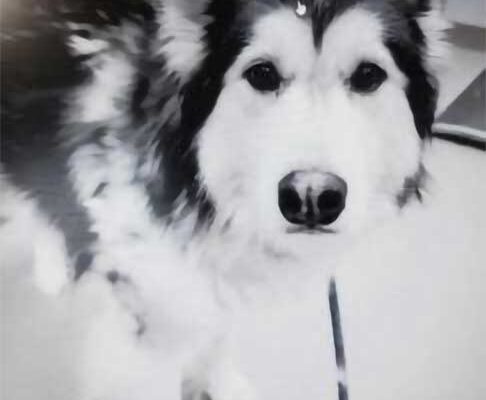 Bailey-Siberian-Husky-2